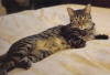 Barstow has already used up three of her nine lives. Abandoned in the desert, hit by a truck and left dying by a miscarriage - but look at her now! 