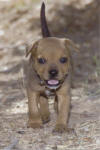 This little buddy couldn't understand why his family left him in the wilderness...and never came back. But he's safe at our mountain-top Supershelter now, along with our 1,500 other dogs and cats.