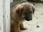 puppy