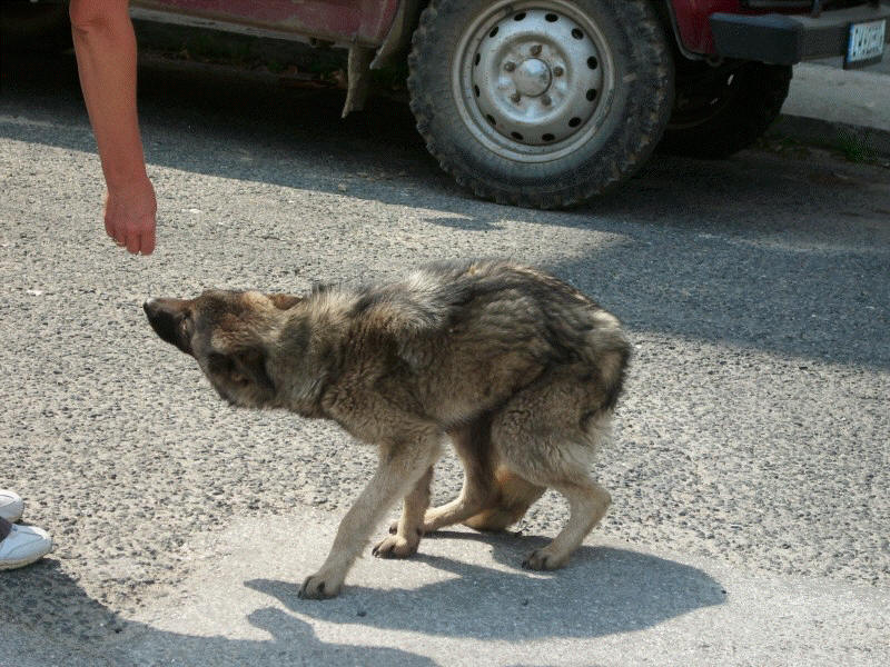 Rudozem Street Dog Rescue