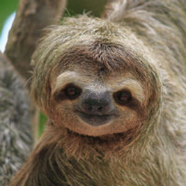 Sloth