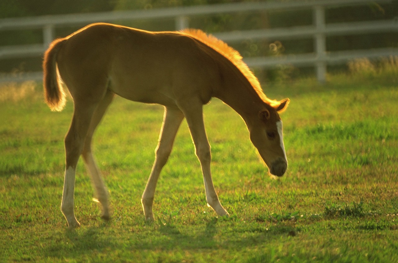 The perfect example of the life all horses have the right to lead!