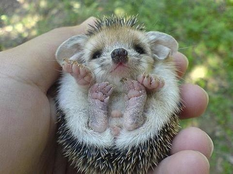 Baby Porcupine