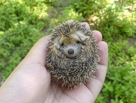 Baby Porcupine