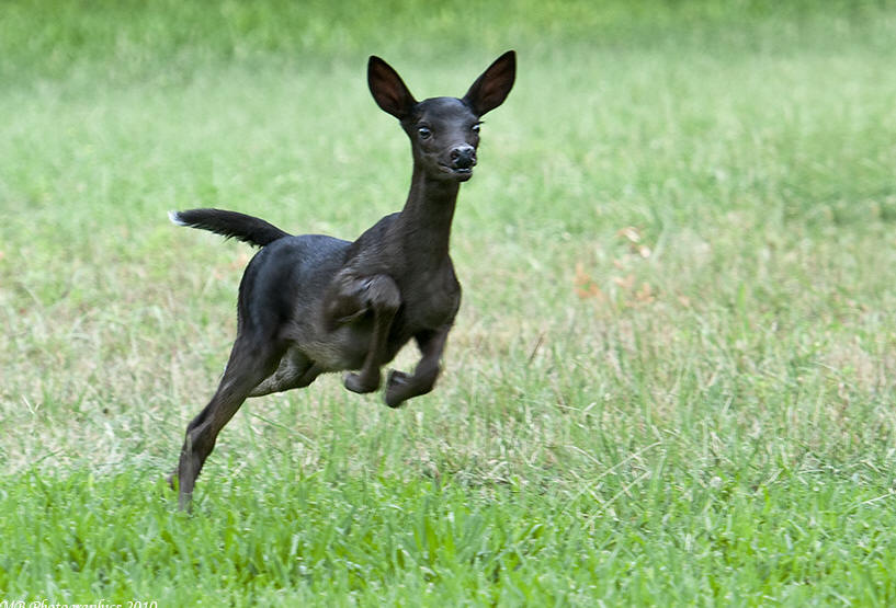 Rare Black Fawn