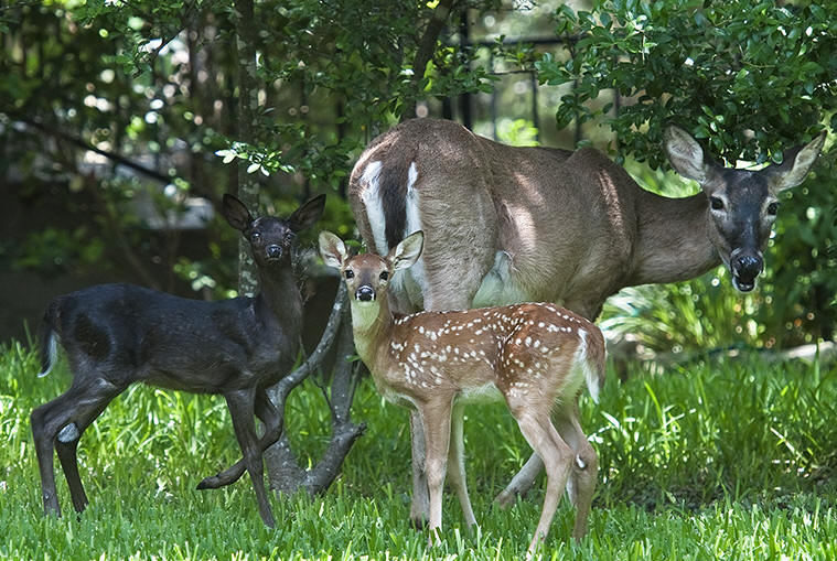 Rare Black Fawn