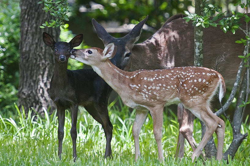 Rare Black Fawn