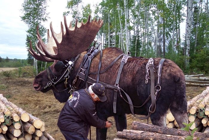 http://www.animalsmattertoo.com/imagesanimals2/moose.jpg