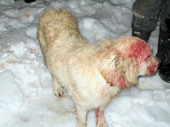 Golden Lab named Angel saves boy from charging cougar