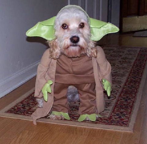 http://www.animalsmattertoo.com/imageshalloween/0612/image011.jpg