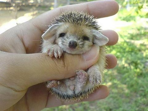 Baby Porcupine